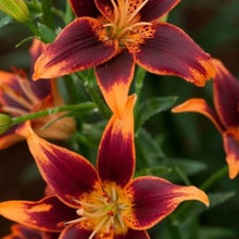 Forever Susan Asiatic Lily Seeds Orange & Plum Perennial Blooms