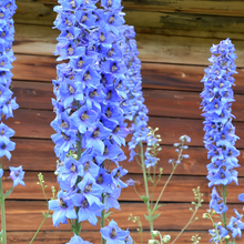 Delphinium Seeds - Blue
