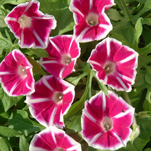 Red White Morning Glory Seeds