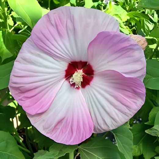 Light Rose Pink Flowering Okra Seeds