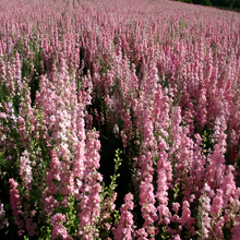 Delphinium Seeds - Pink
