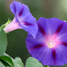 Blue Morning Glory Seeds