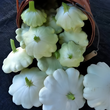 Trophy Mixed Squash Seeds