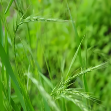 Ryegrass Seeds