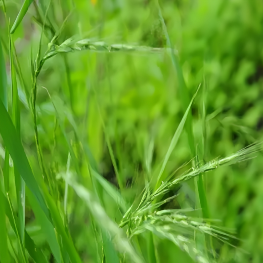 Ryegrass Seeds