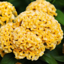 Yellow Celosia Seeds