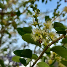 Madras Thorn Tree Seeds