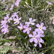 Mix Dianthus Seeds