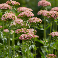Lychnis Seeds - Salmon Red