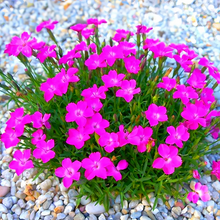 Rose Red Dianthus Seeds