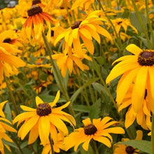 Mix Black Eyed Susan Seeds