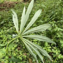 Arisaema Seeds