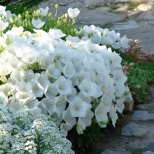 White Bellflower Seeds