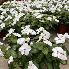 Vinca Seeds Catharanthus Roseus White Flower and Red Heart