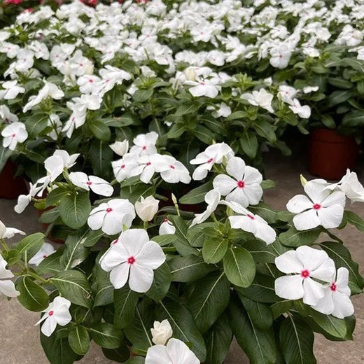 Vinca Seeds Catharanthus Roseus White Flower and Red Heart