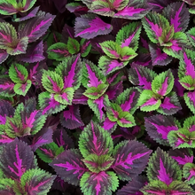 Coleus Seeds - Rose Red With Green Edges