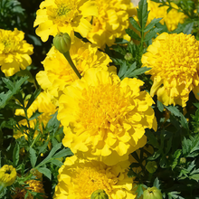 African Marigold Seeds Orange Big Flowers