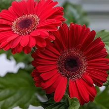 Gerbera Daisy Seeds