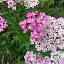 Yarrow Seeds - Pink