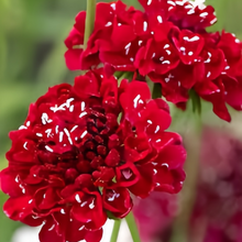 Scabiosa Seeds - Red