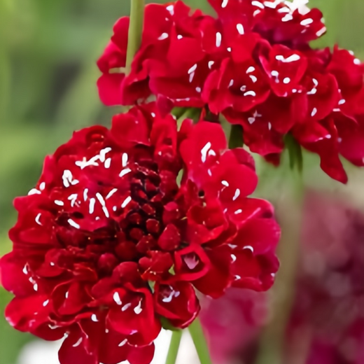 Scabiosa Seeds - Red