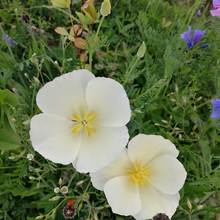 California Poppy Seeds Milky White
