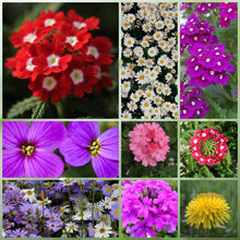 Cold Resistant Dwarf Wildflower Mix