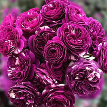 Scented Jewel Rose Seeds