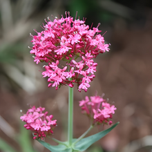 Cornflower Seeds - Pink