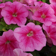 Pink Petunia Seeds