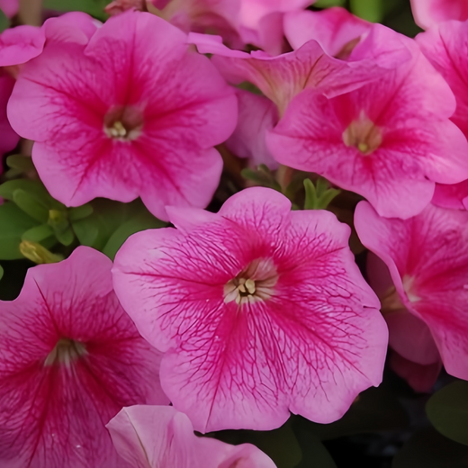 Pink Petunia Seeds