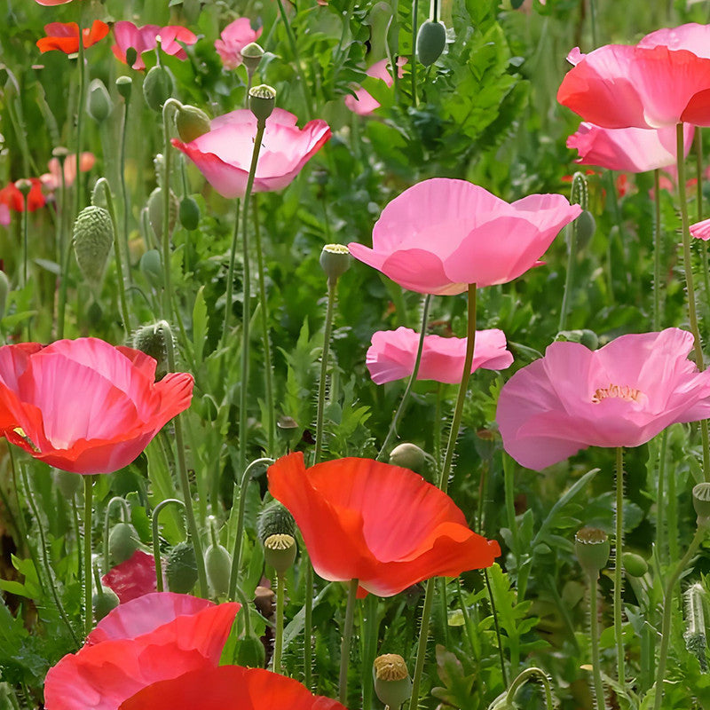 Red Poppy Seeds