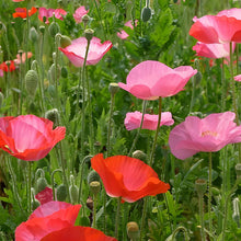Red Poppy Seeds