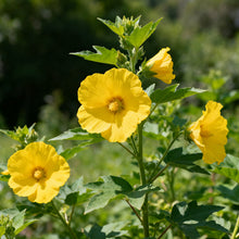 Sunset Hibiscus Seeds - Yellow