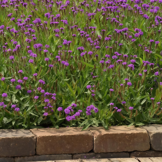 Red Dwarf Verbena Seeds