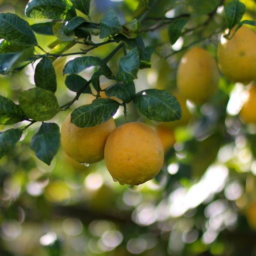 Lemon Seeds