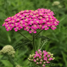 Yarrow Seeds - Mixed Colors