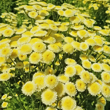 Feverfew Seeds - Pale Yellow