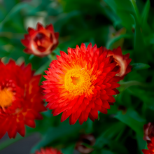Strawflower Seeds - Red