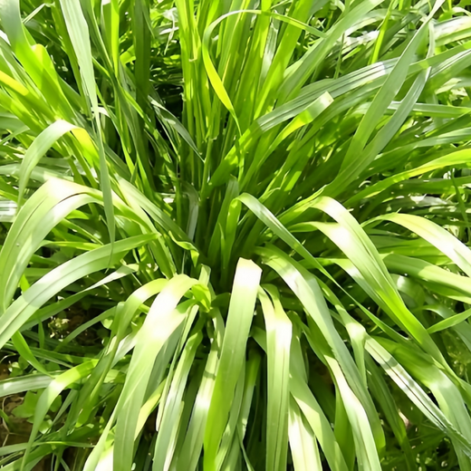 Annual Ryegrass Seeds