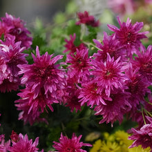 Cornflower Seeds - Red