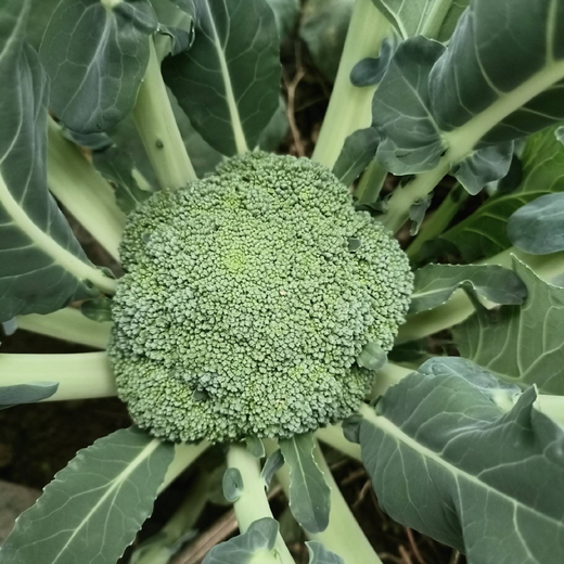 Broccoli Seeds