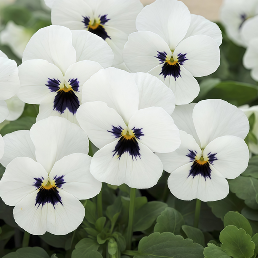 Pansy Seeds - White With Brown Spots
