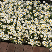 Swan River Daisy Seeds - White