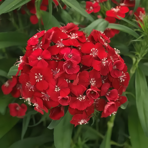Red Dianthus Seeds