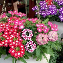 Mix Verbena Seeds