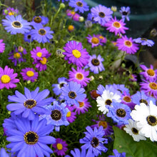 Swan River Daisy Seeds - Purplish Blue