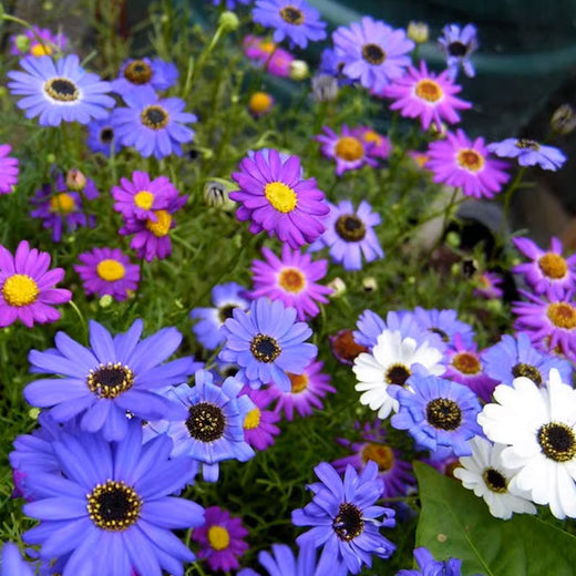 Swan River Daisy Seeds - Purplish Blue