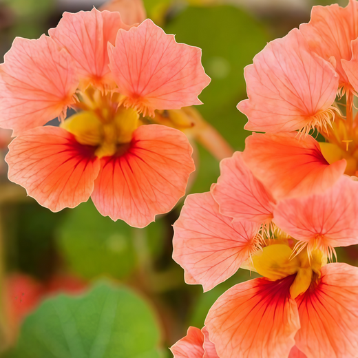 Nasturtium Seeds