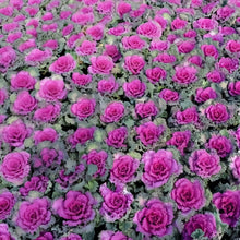 Ornamental Kale Seeds - Red Flat Leaf